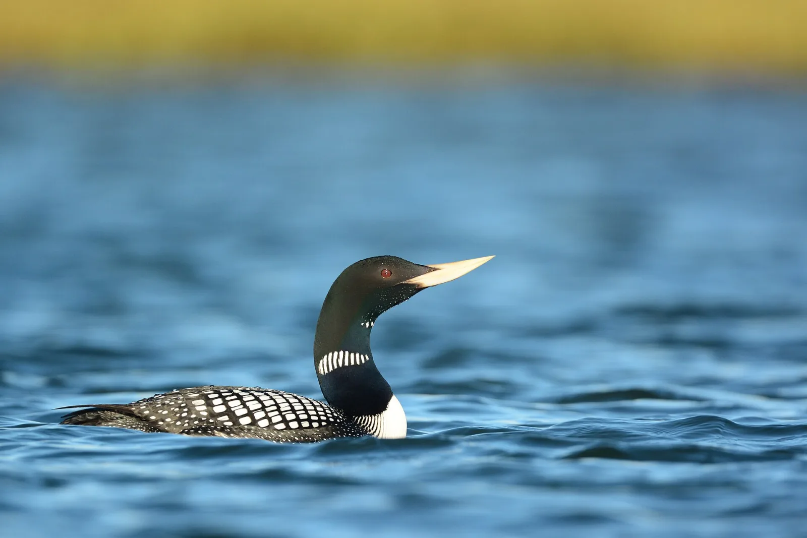 Yellow-billed Loon