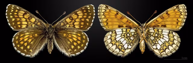 Melitaea varia