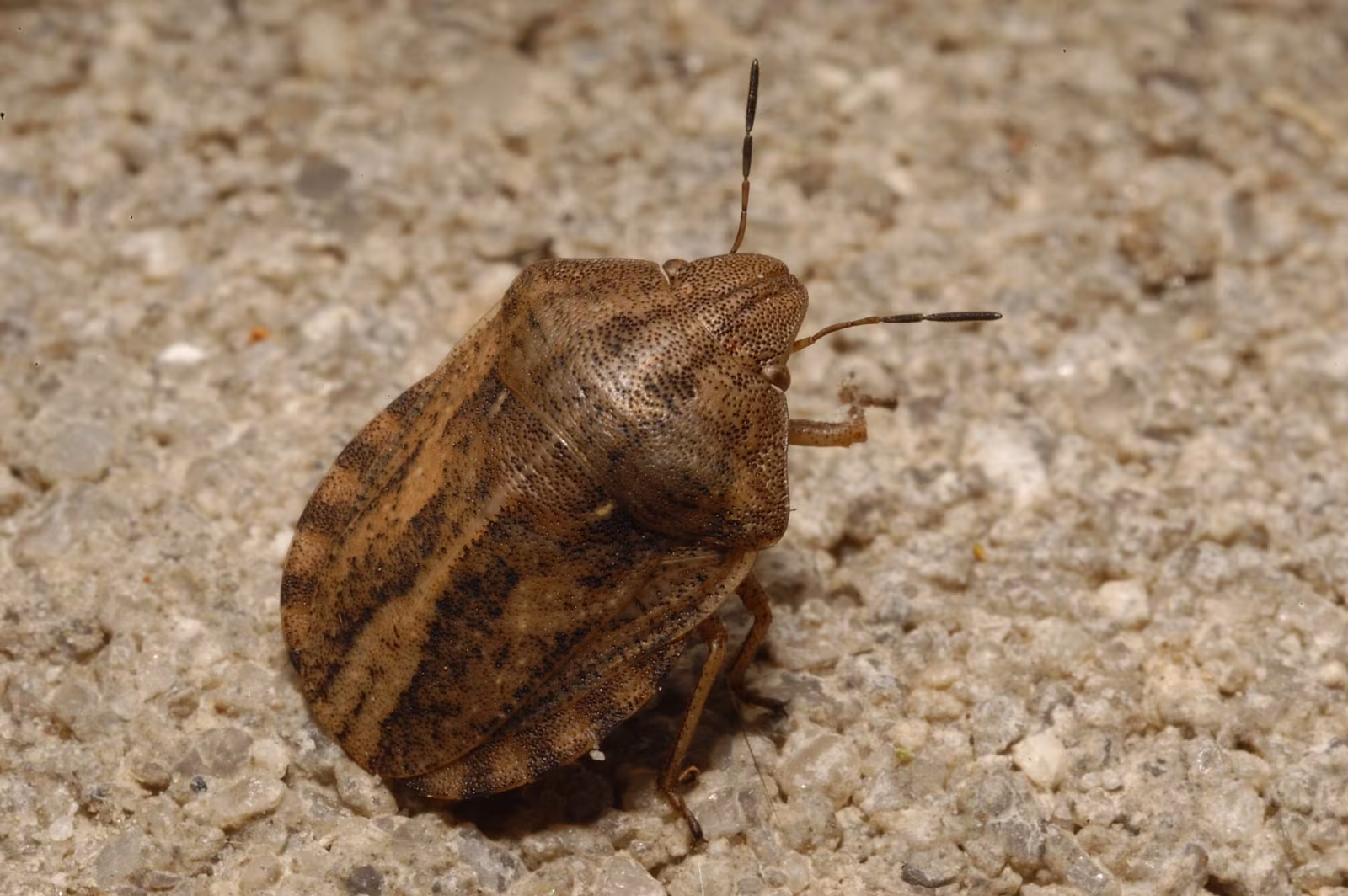 Eurygaster testudinaria