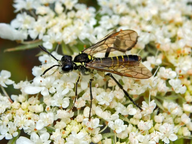 Tenthredo notha
