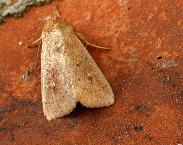 Mythimna ferrago