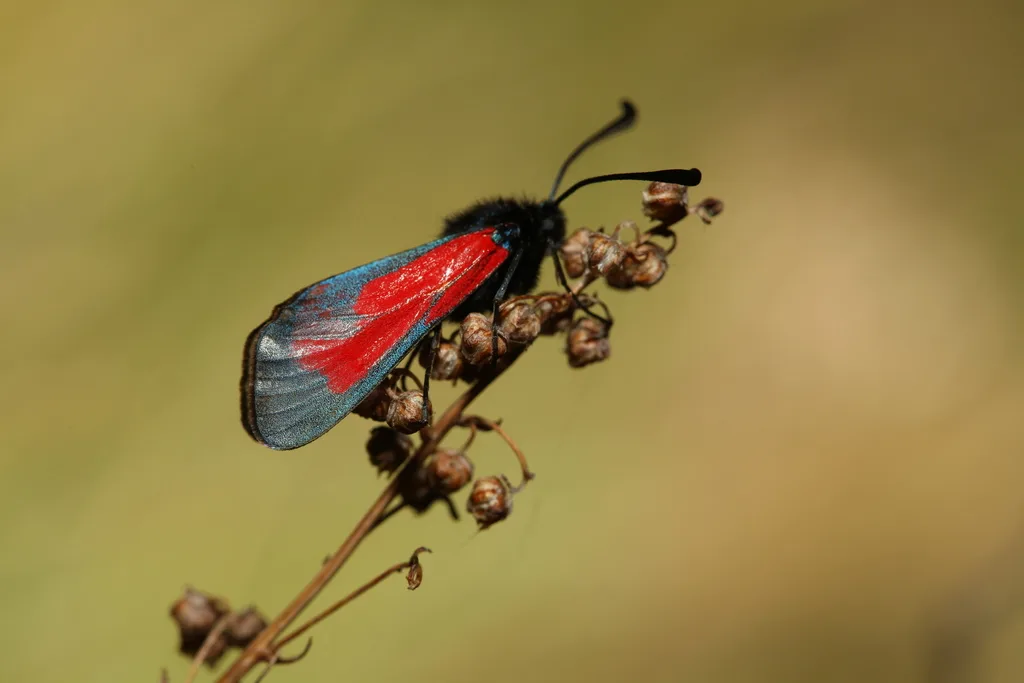 Zygaena purpuralis