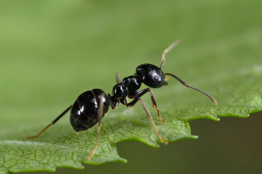 Lasius fuliginosus