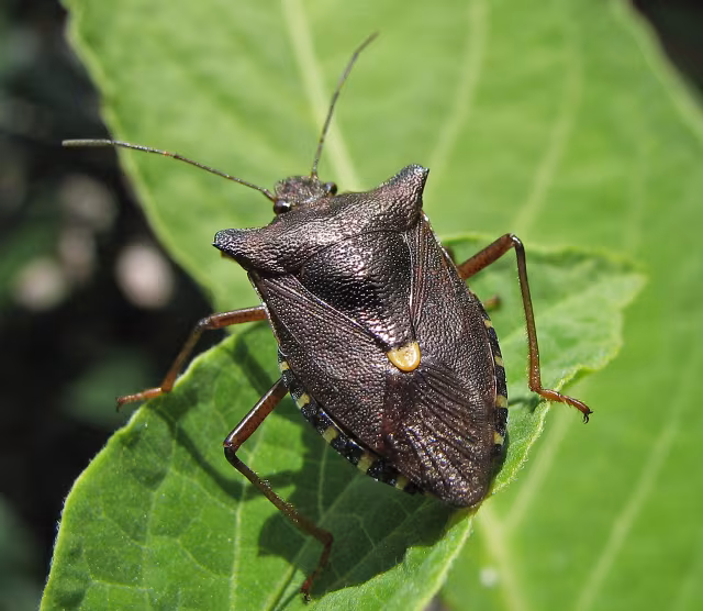 Cimice zamperosse