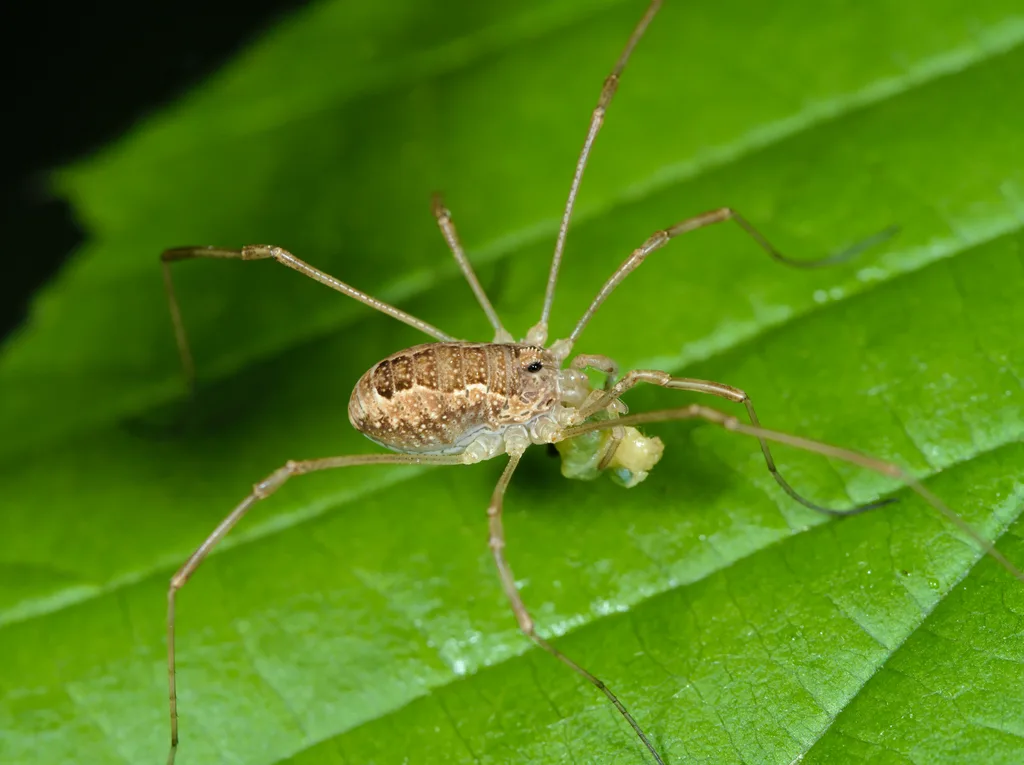 Rilaena triangularis