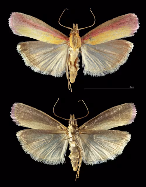 Oncocera semirubella