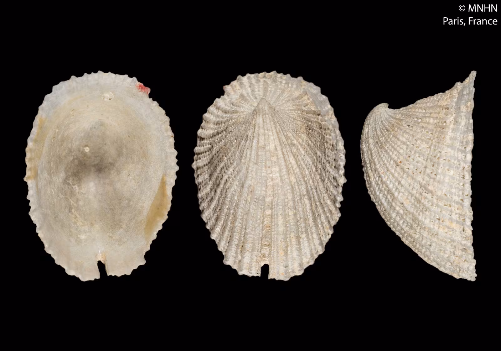Emarginula sicula