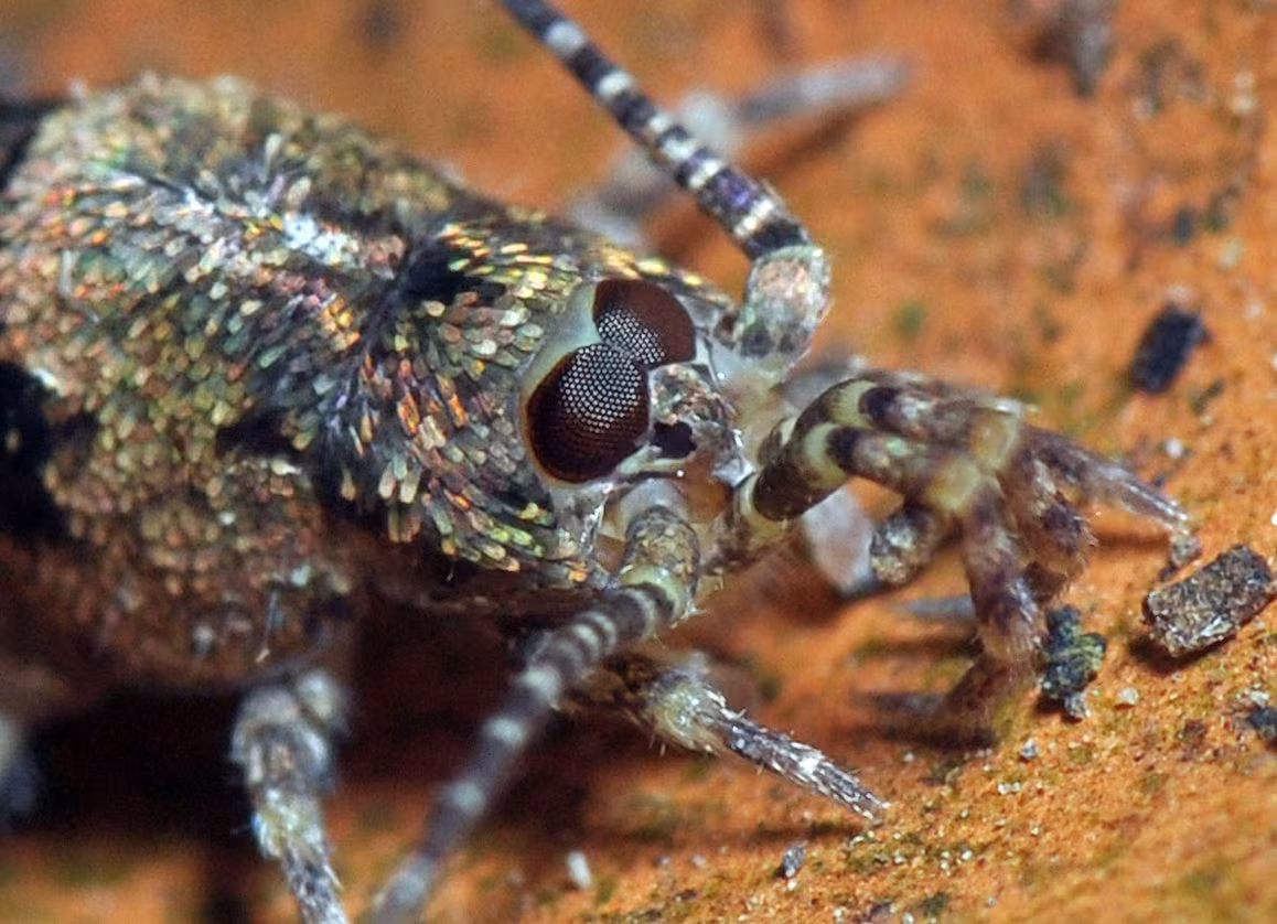 Trigoniophthalmus alternatus