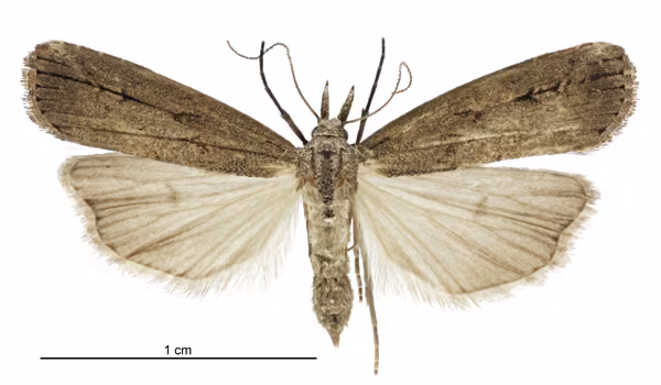 Schrankia costaestrigalis