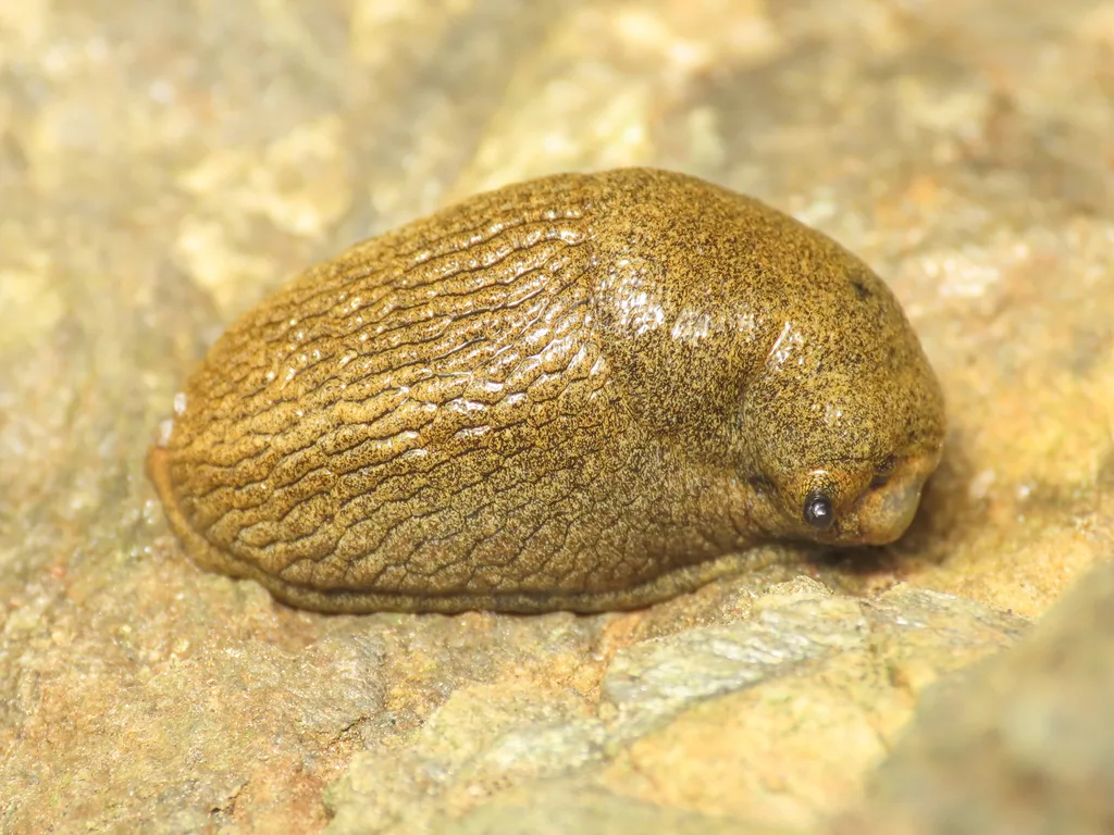 Ariunculus isselii