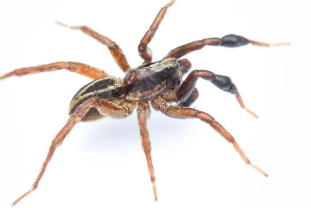 Alopecosa cuneata