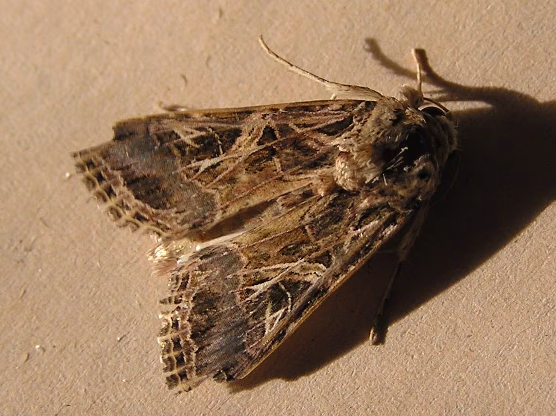 Mediterranean Brocade