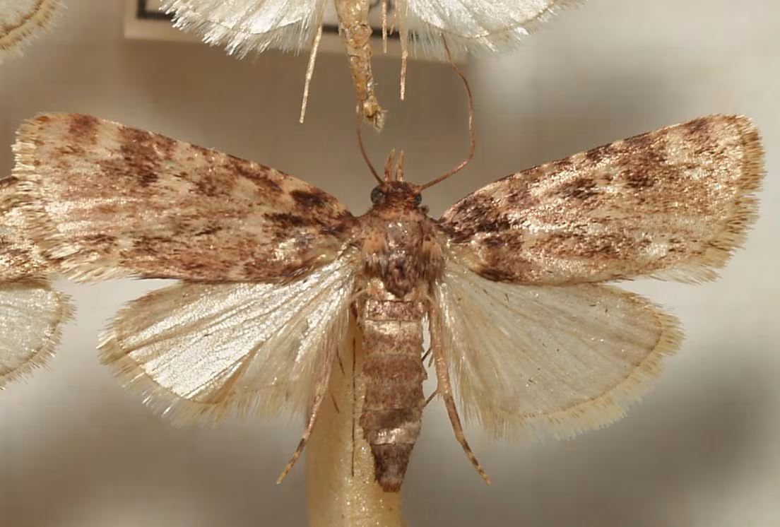 Stored grain moth