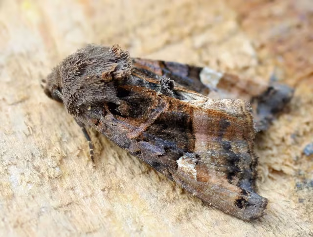 Euplexia lucipara