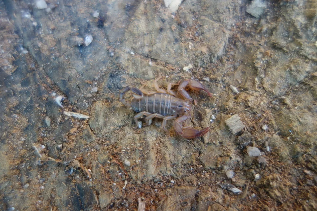 Euscorpius oglasae