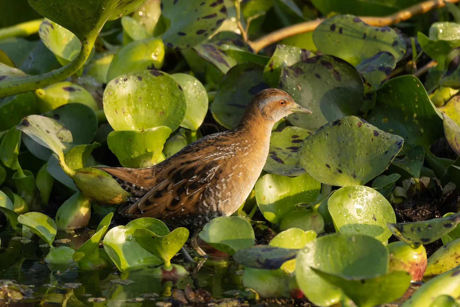 Baillon's Crake