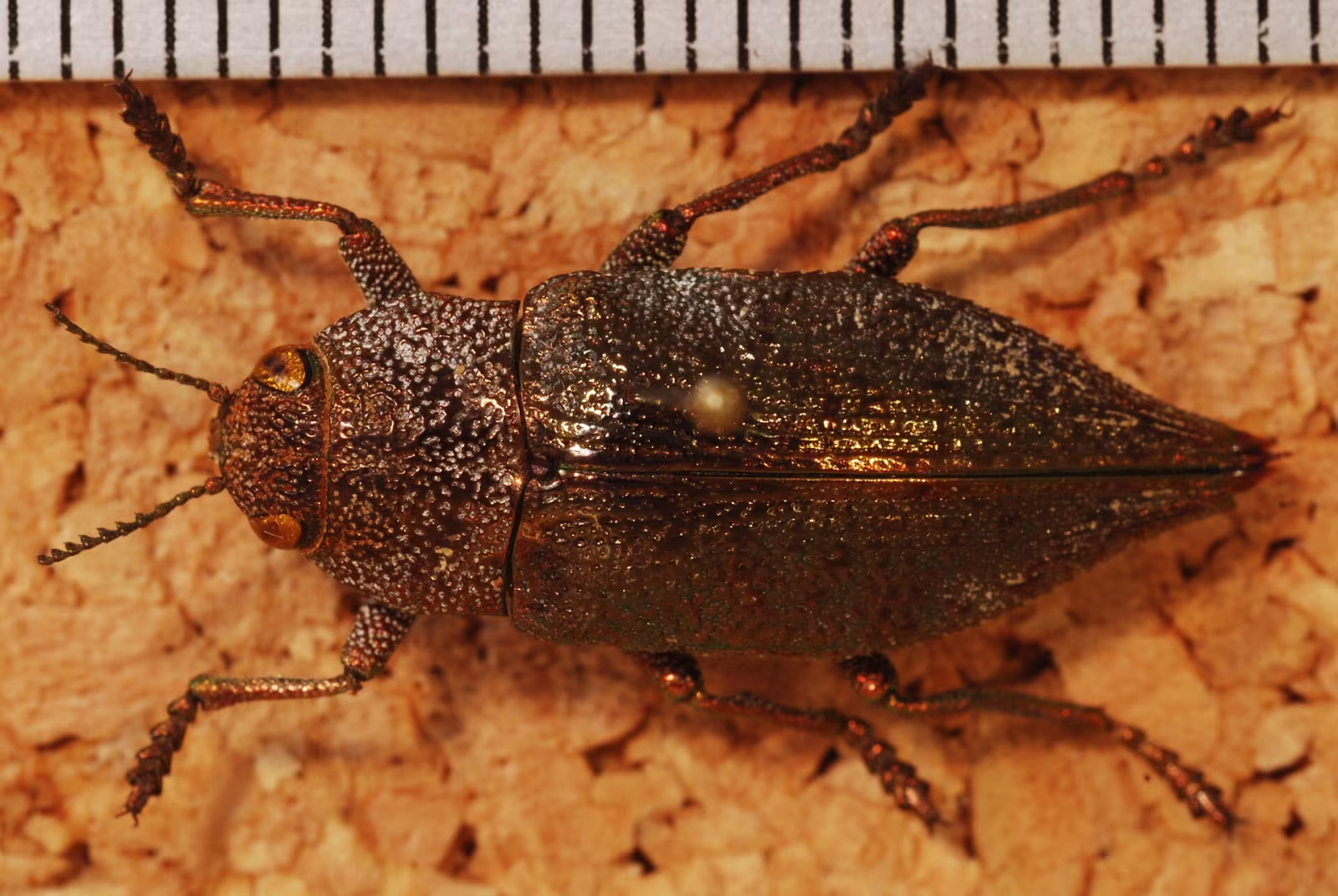 Dicerca aenea