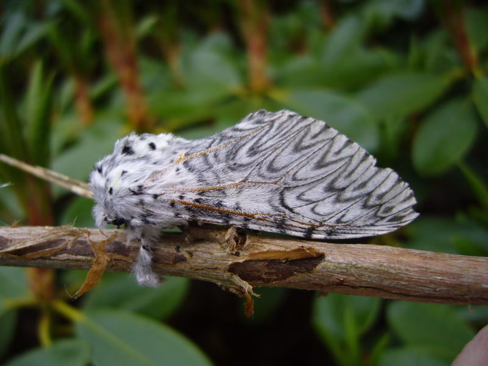 Cerura vinula