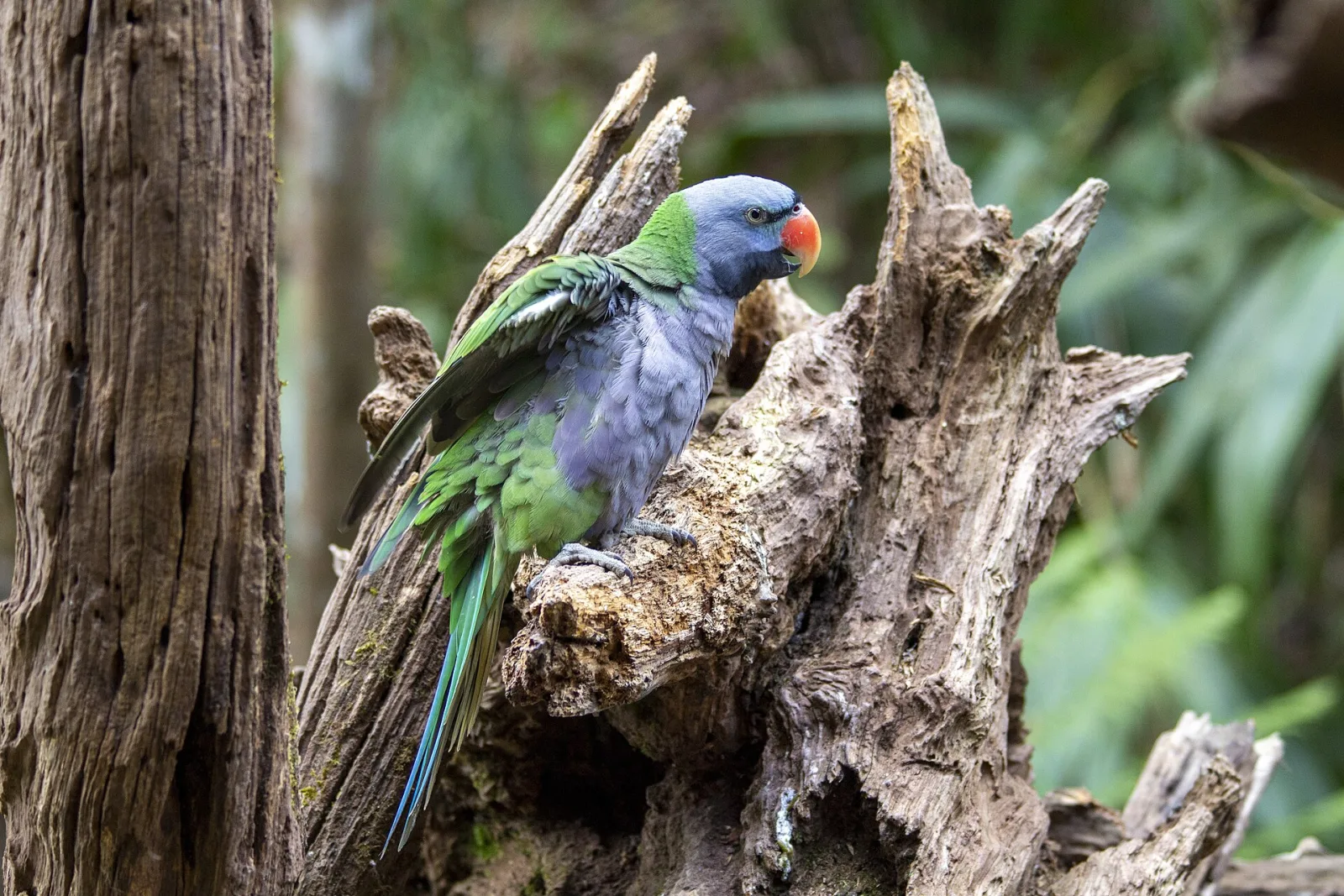 Derbyan Parakeet