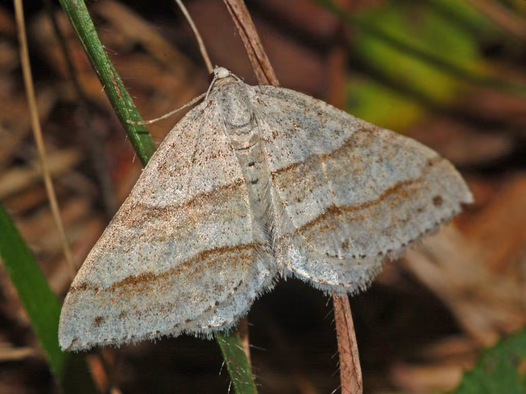 Mesotype parallelolineata