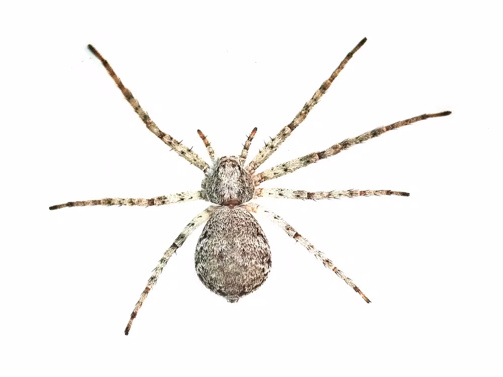 Philodromus buxi