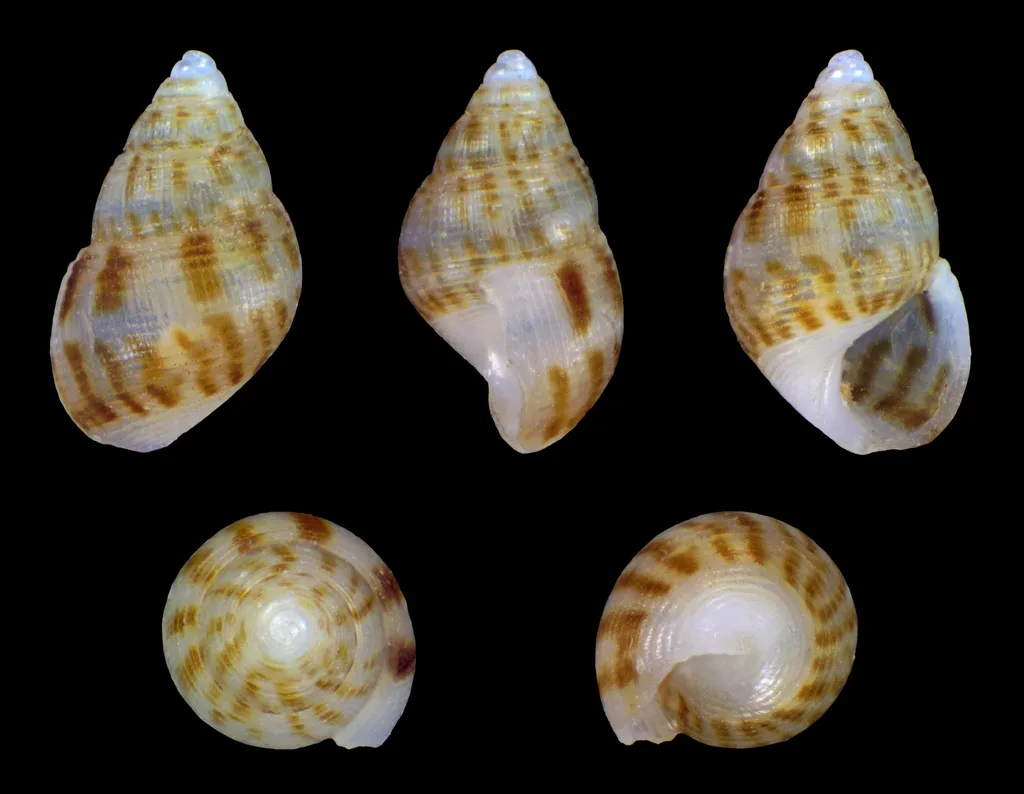 Crisilla semistriata
