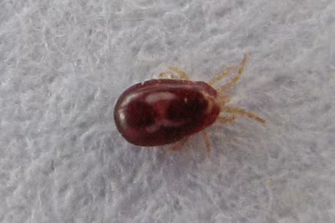 Chicken Mite