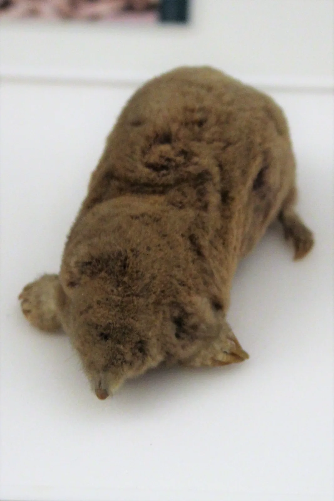 Mediterranean Mole