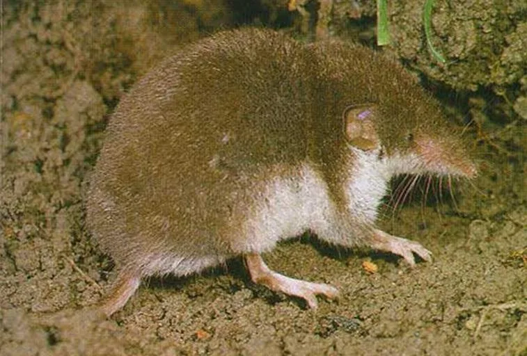 Bicoloured Shrew