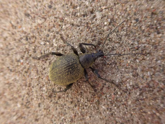 Otiorhynchus pseudonothus