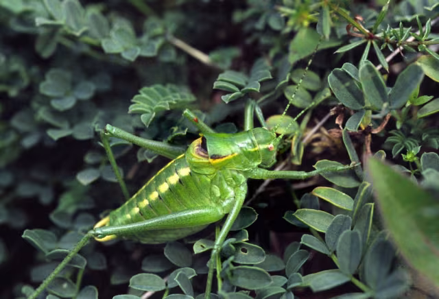 Poecilimon ornatus