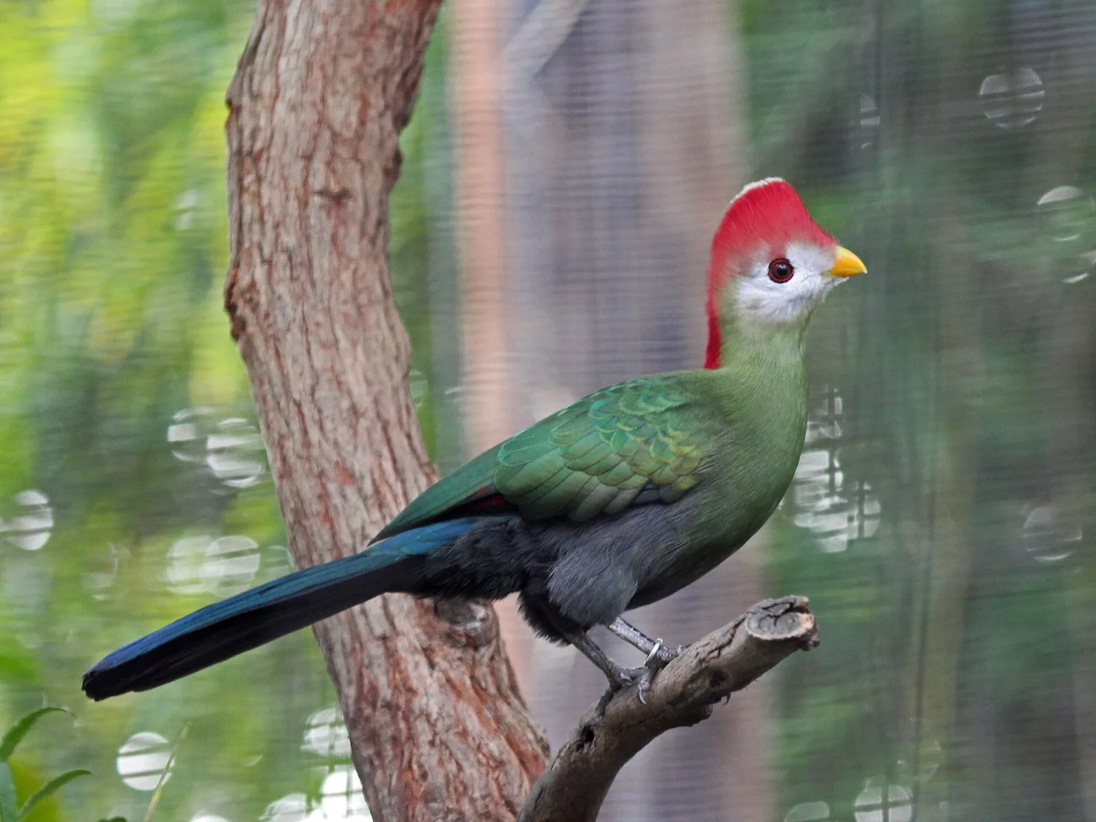 Red-crested Turaco