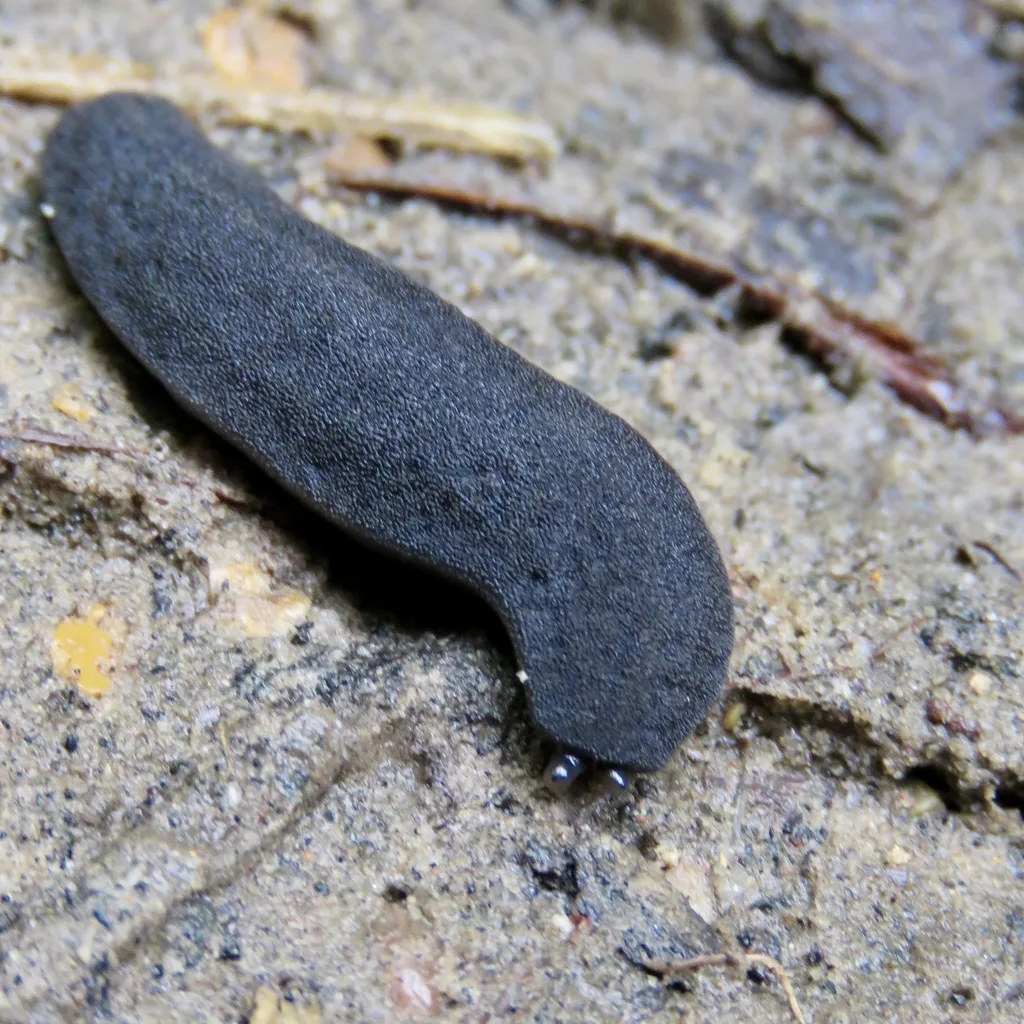 Belocaulus angustipes