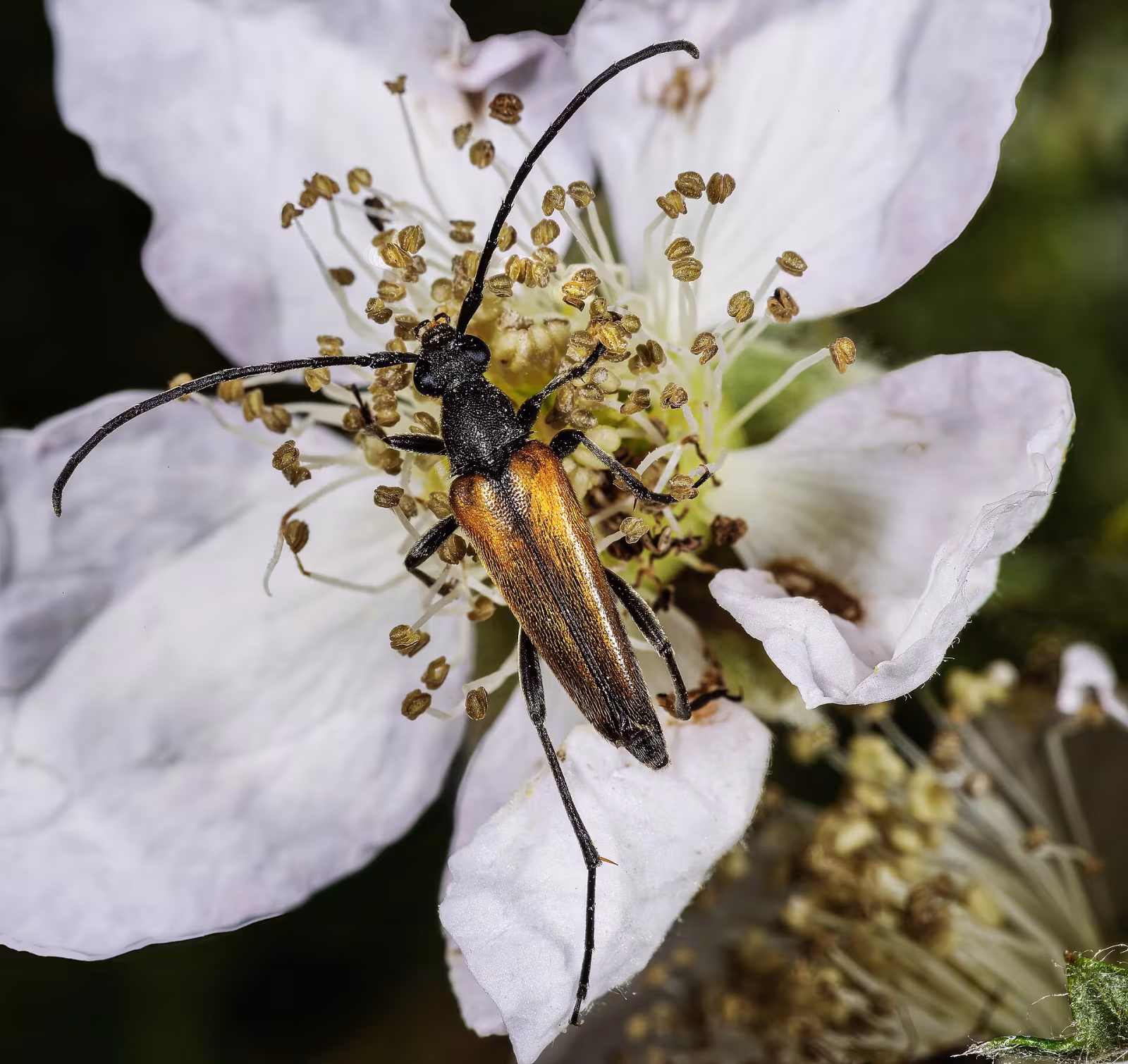 Stenurella melanura
