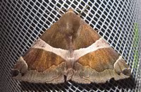 Dysgonia torrida