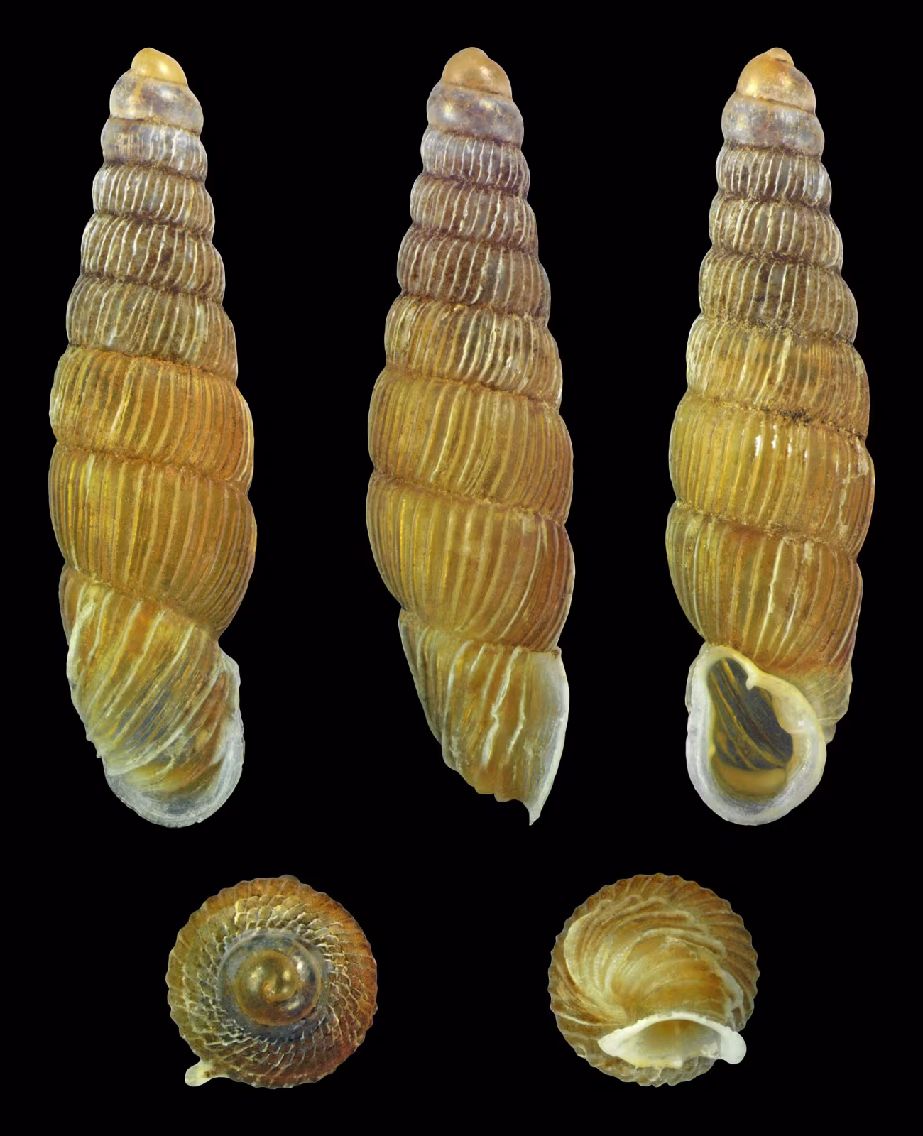 Ruthenica filograna