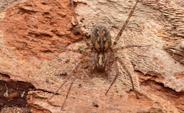 Tegenaria silvestris