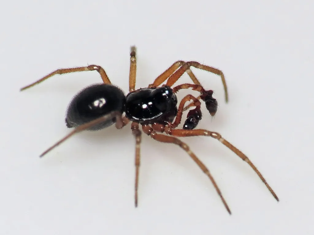 Tooth-palped Money Spider