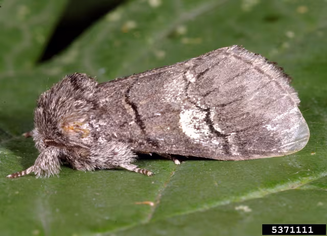 Drymonia querna
