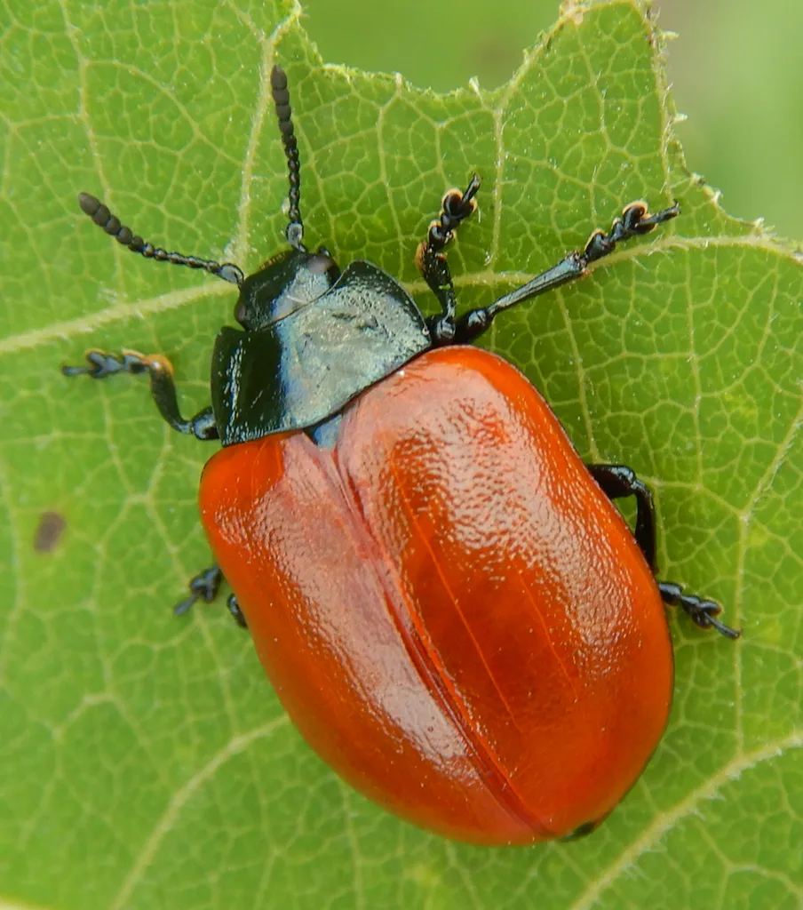 Crisomela del Pioppo