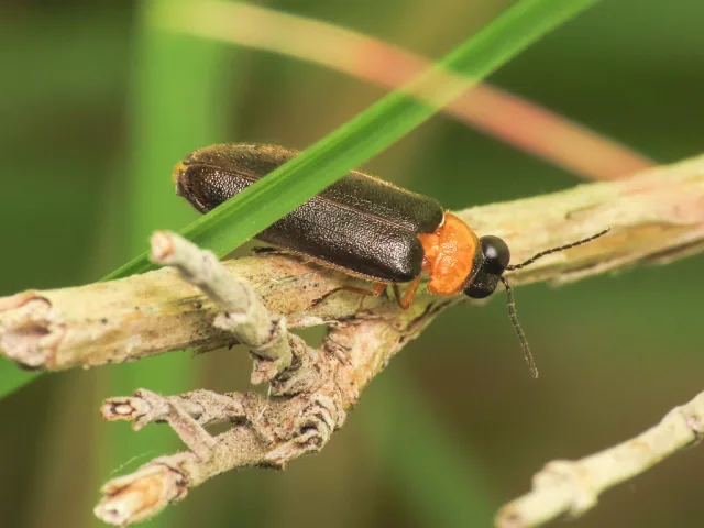 Luciola pedemontana