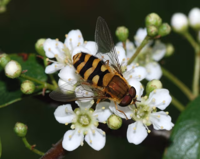 Syrphus ribesii