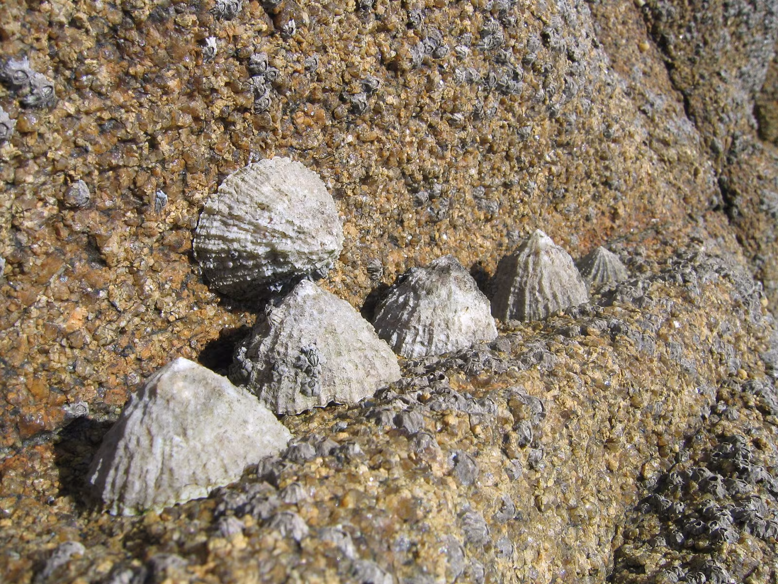 Patella macchiata