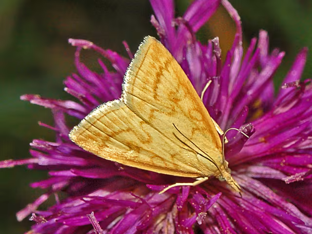 Udea lutealis
