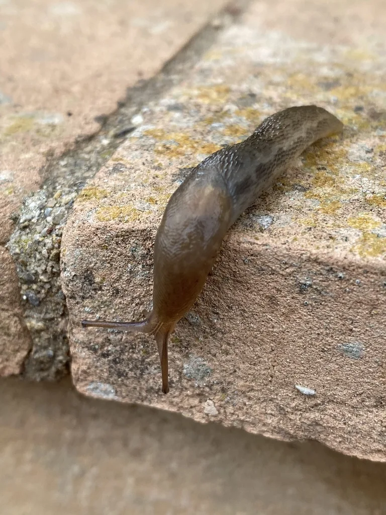 Limax corsicus