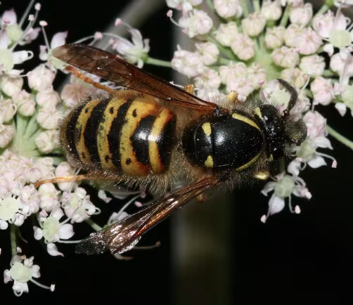 Dolichovespula norwegica