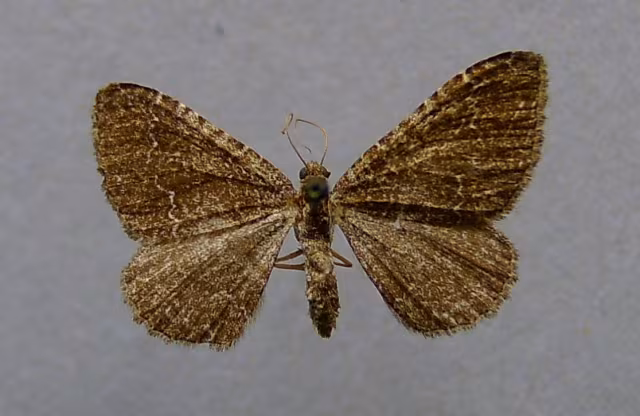 Cataclysme riguata