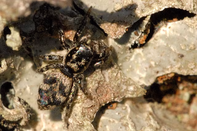 Salticus cingulatus