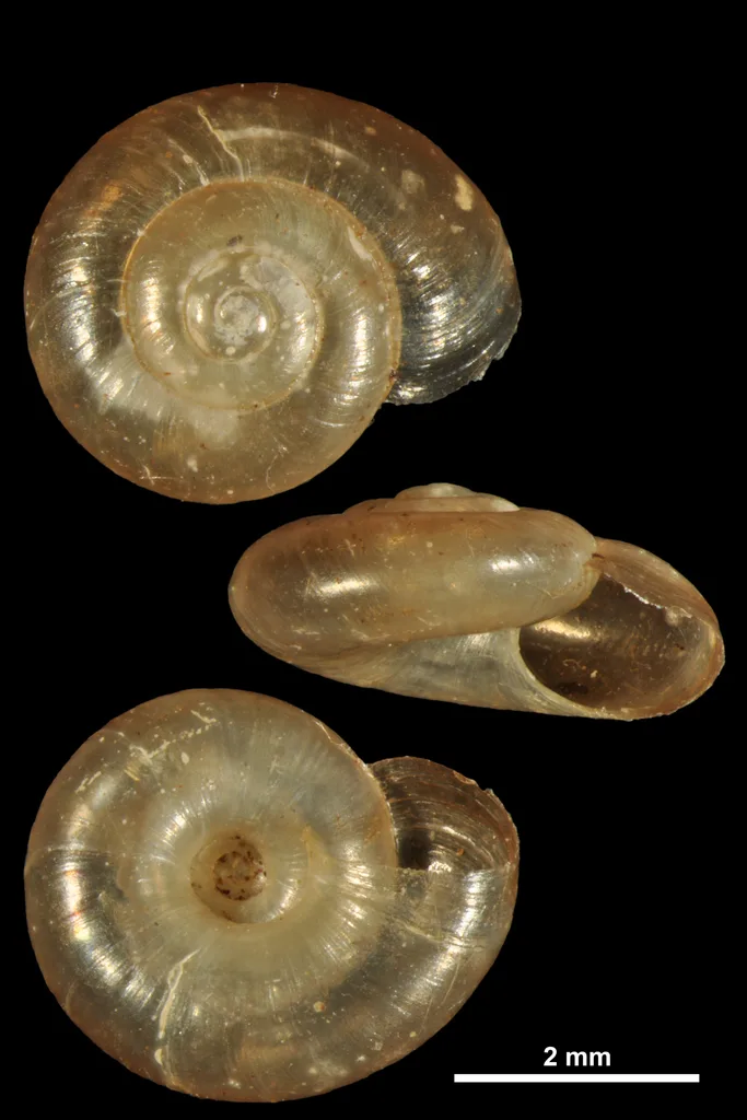 Retinella pseudoaegopinella