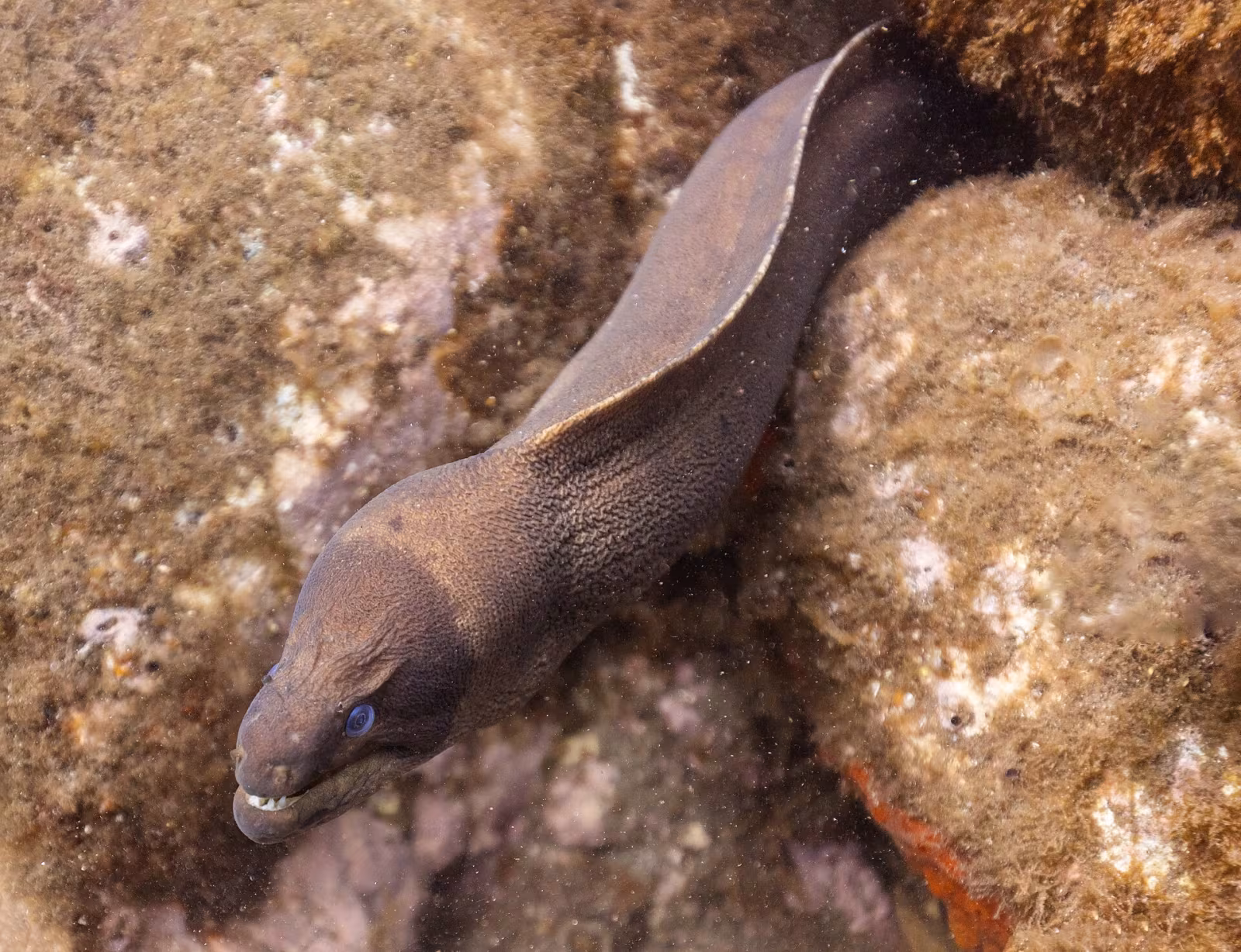 Brown Moray